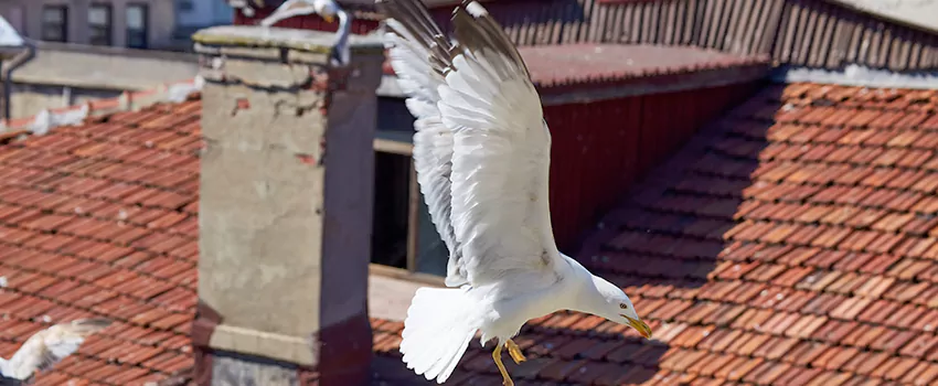 Residential Chimney Animal Removal Solution in Pacifica, CA